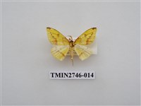 藏品(尺蛾308)的圖片